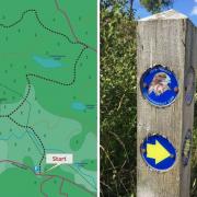 Walk of the week: Crocknagrally Forest