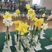Daffodill show to take place this weekend
