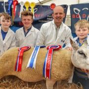 Beltex pedigree breeder, Andrew McCutcheon from Trillick, lifting the breed championship title with his very impressive ewe, Badoney Emerald at Balmoral Show.