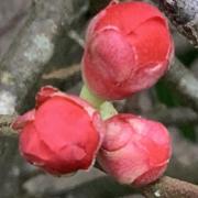 Winter buds on Quince Japonica.