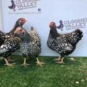 Some of the birds at Clogher Valley Eggs and Poultry before the auction.