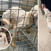 Bright Eyes Animal Sanctuary were shocked to receive a severely neglected dog.