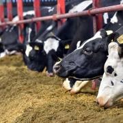 Dairy cattle management will be highlighted.