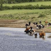Cattle cooling down in the warm weather in Lough Erne. Photo by John McVitty..