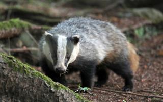 A man has been arrested in connection with a possible link to badger baiting. File photo.