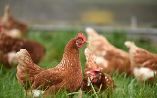 Stock image of chickens.
