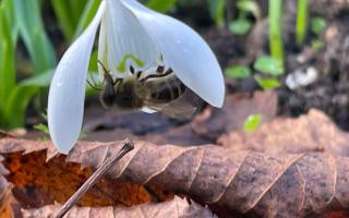 An inverted bee inside a snowdrop.