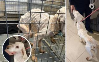 Bright Eyes Animal Sanctuary were shocked to receive a severely neglected dog.