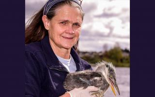 Mary Polizzi, pictured with ‘Rod Stewart’, a baby heron that she is looking after.