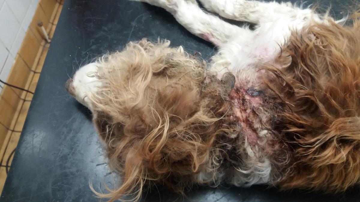 Shocking images of 'one of the worst cases' of animal cruelty | Impartial  Reporter